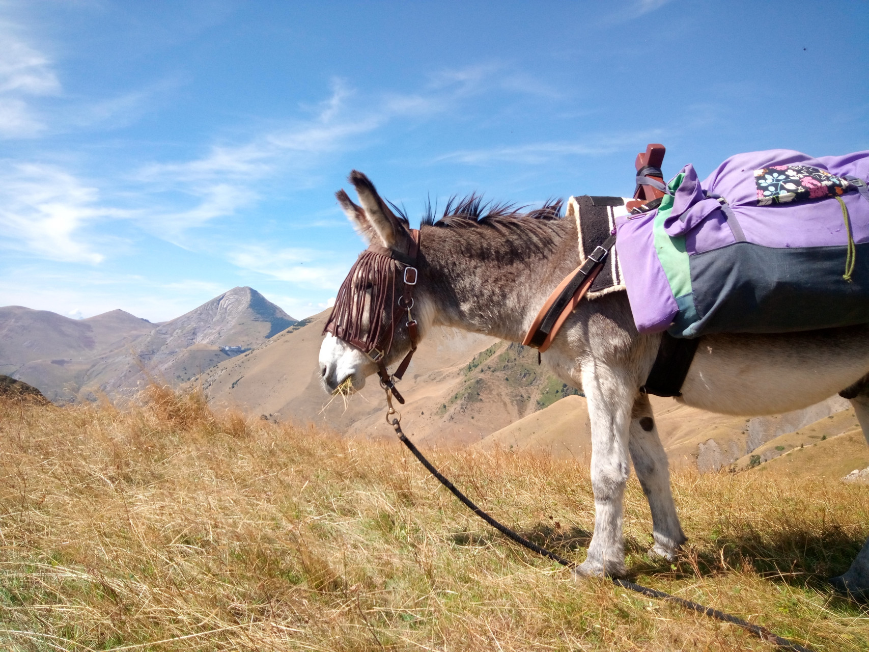 Gap : Randonnée avec un âne dans les Hautes-Alpes